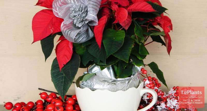 Как сохранить «новогодние» растения после завершения праздника?
