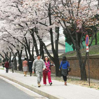 В Сеуле уже зацвели вишни 