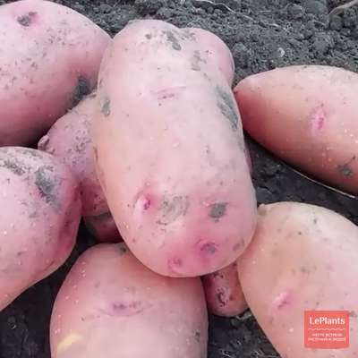 Картофель Ароза