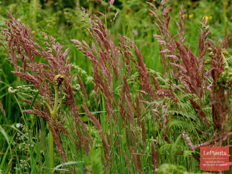 Овсяница красная ( Festuca rubra) — описание, выращивание, фото | на ...