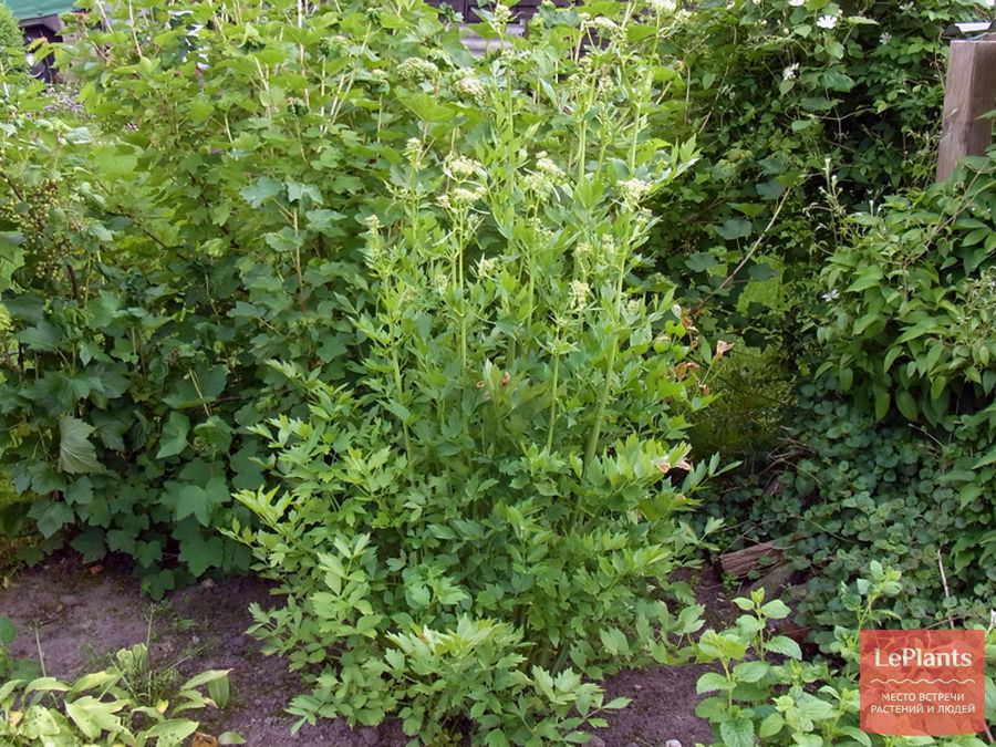 Любисток (Levisticum) — описание, выращивание, фото