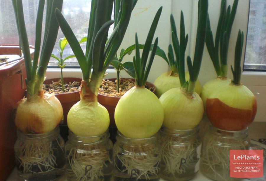 Как выращивать специи в домашних условиях?