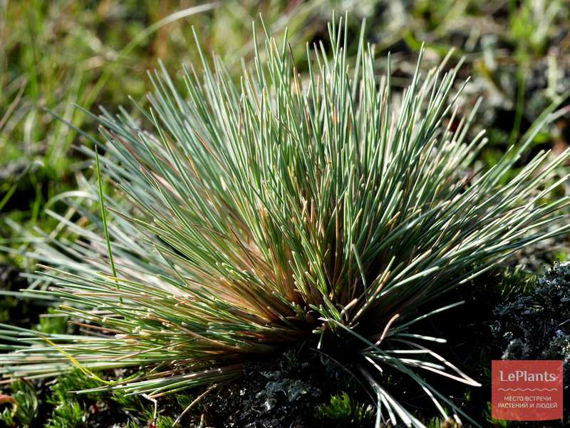 Булавоносец (Corynephorus) — описание, выращивание, фото | на LePlants.ru