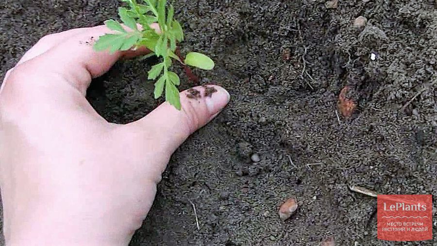 бархатцы – выращивание из семян рассадой  