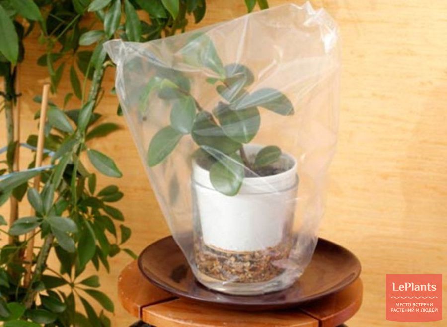 Как вырастить растение из черенка в домашних условиях