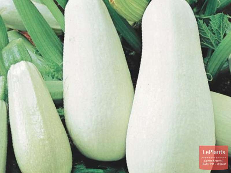 Кабачок 'Белоплодный' — описание сорта, характеристики | на LePlants.ru