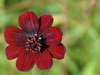 Космея кроваво-красная (Cosmos atrosanguineus) — описание, выращивание ...