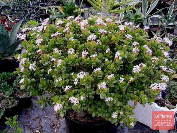 Толстянка (Crassula) — описание, выращивание, фото | на LePlants.ru