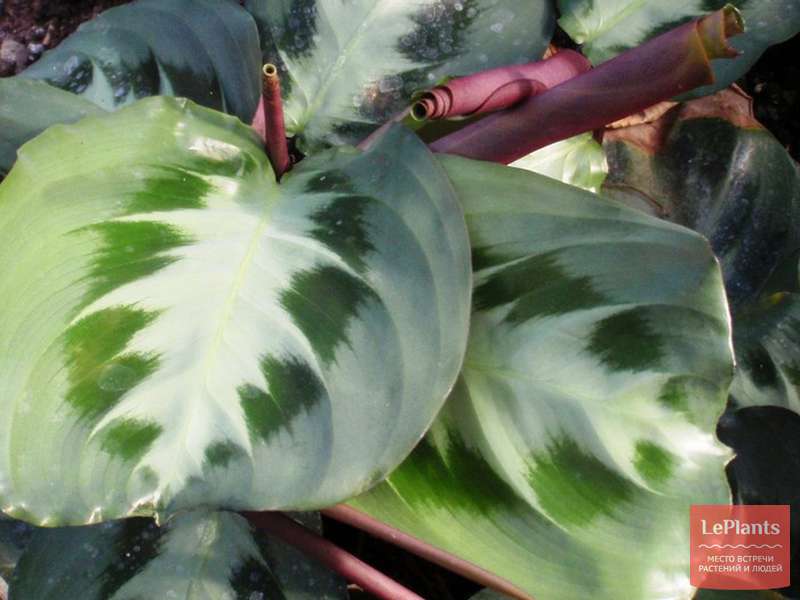 Маранта двухцветная (Мaranta bicolor ) — описание, выращивание, фото ...