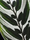 Калатея Макоя (Calathea makoyana) — описание, выращивание, фото | на ...