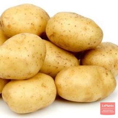 Картофель Никита: описание, характеристики, посадка и выращивание, отзывы | Сайт про картошку