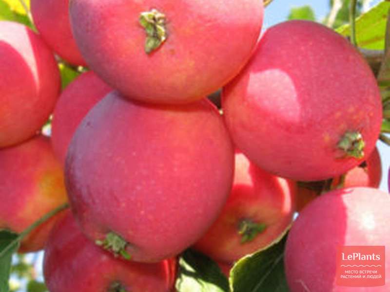 Яблоня алтайское багряное описание фото
