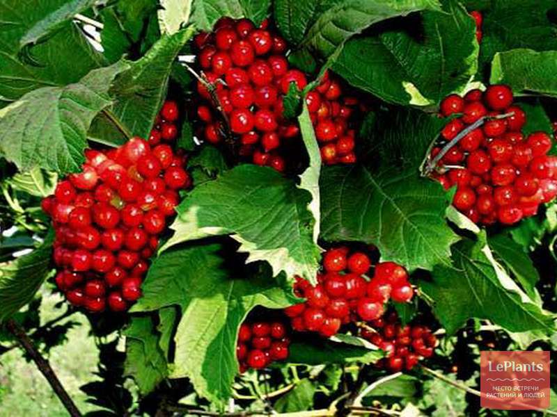 Красная калина фото кустарника с ягодами