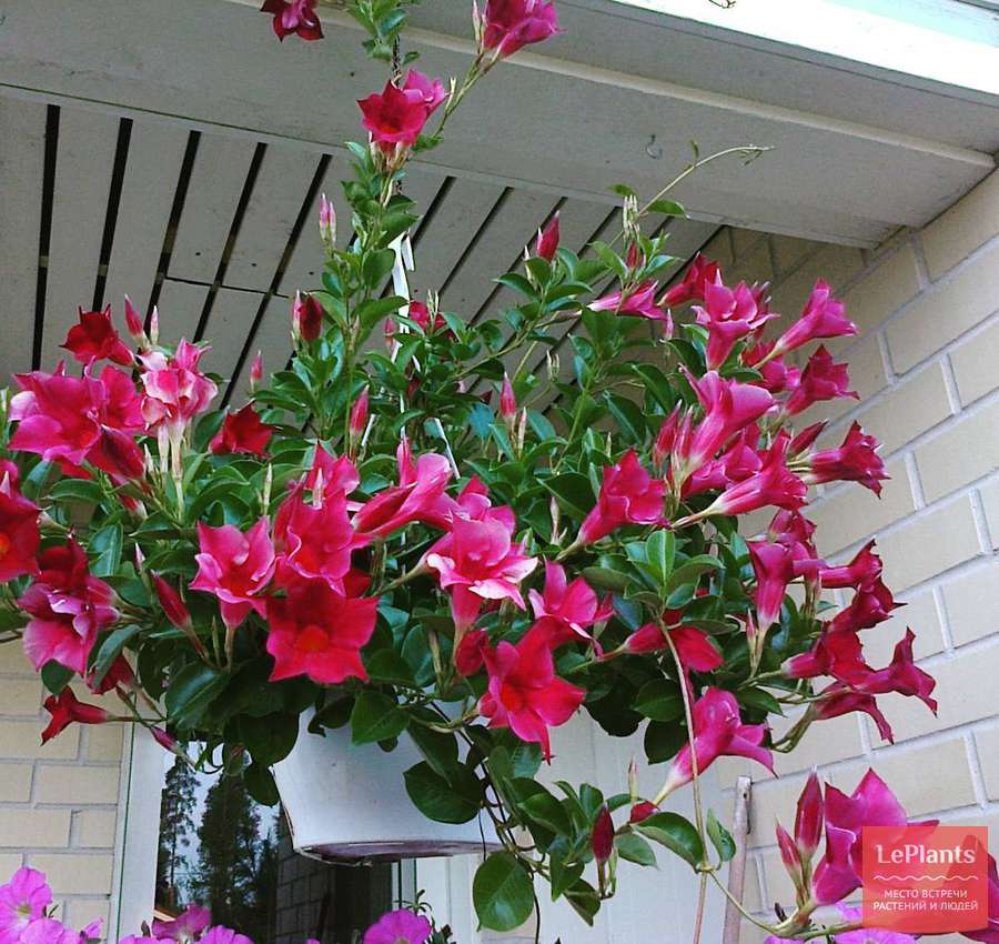 Мандевилла (Mandevilla) — описание, выращивание, фото | на LePlants.ru