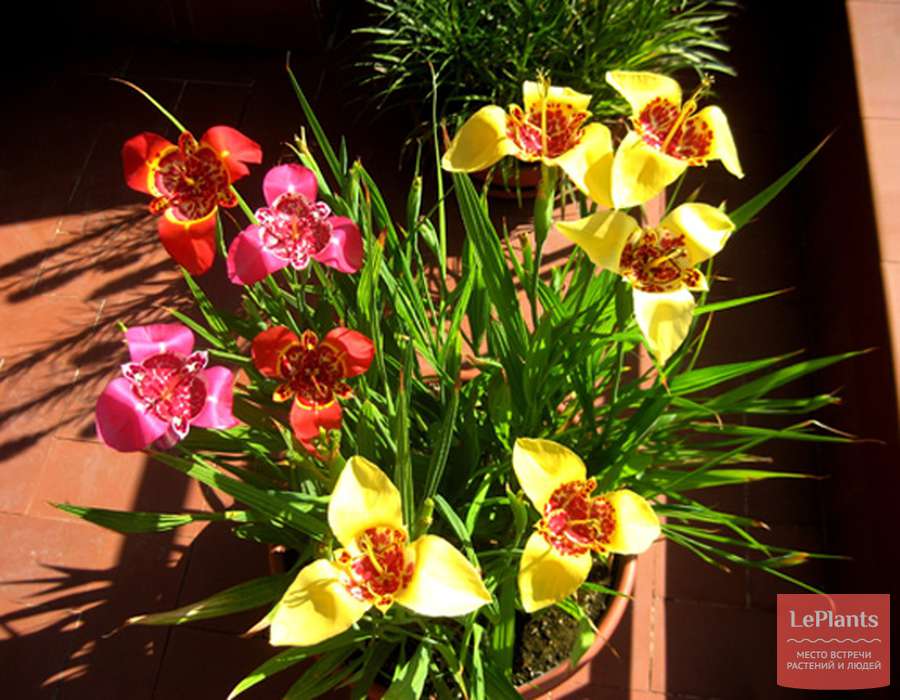 Тигридия цветок фото