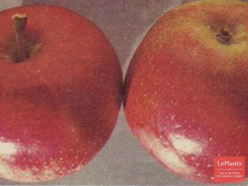 Яблоня сябрына описание сорта фото