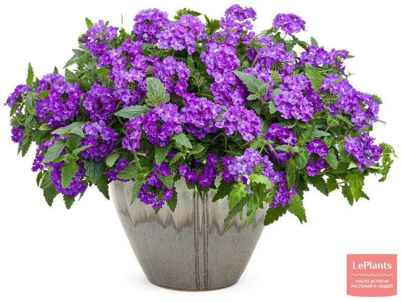Вербена (Verbena) — описание, выращивание, фото | на LePlants.ru