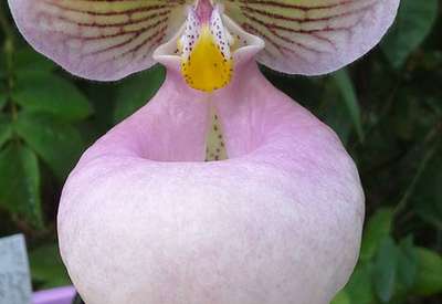 Пафиопедилум мелкоцветковый