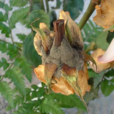 Малина обыкновенная (Rubus idaeus) — описание, выращивание, фото | на ...
