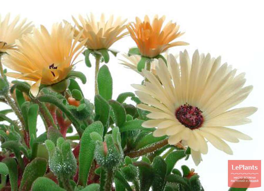 Мезембриантемум (Mesembryanthemum) — описание, выращивание, фото