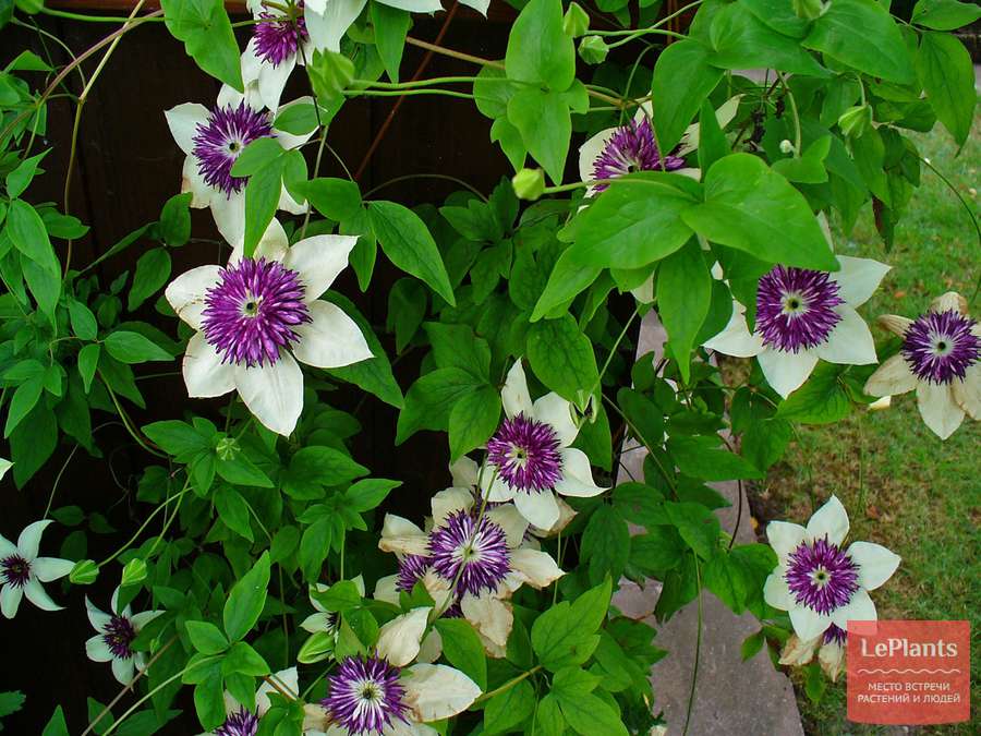 Clematis florida