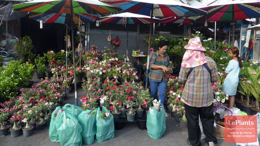 рынок чатучак в бангкоке