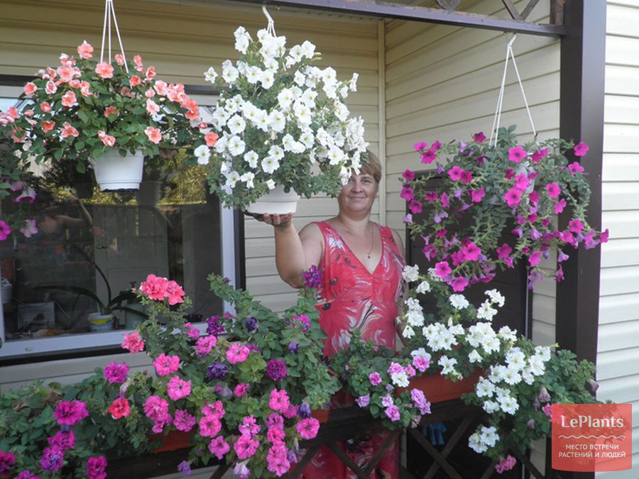 Какие цветы можно выращивать на застекленном балконе летом?