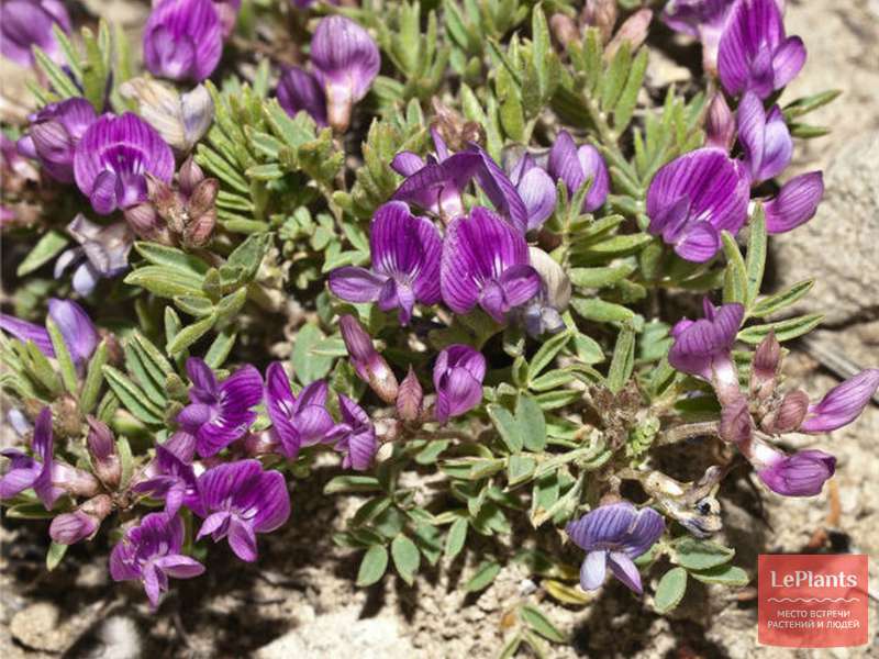 Астрагал (Astragalus) — описание, выращивание, фото | на LePlants.ru