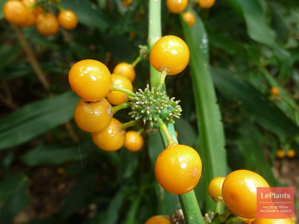 Драцена душистая (Dracaena fragrans) — описание, выращивание, фото | на ...