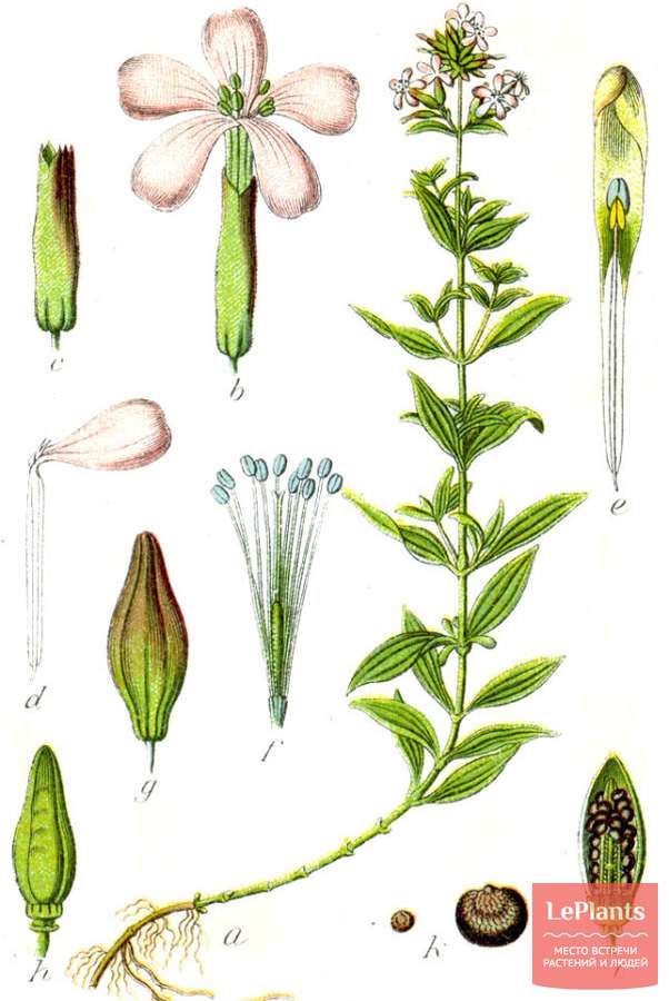 ⚕ Мыльнянка лекарственная (Saponaria officinalis) — полезные и лечебныесвойства, рецепты приготовления