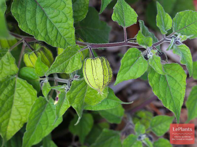 Физалис земляничный (Physalis pubescens) — описание, выращивание, фото ...