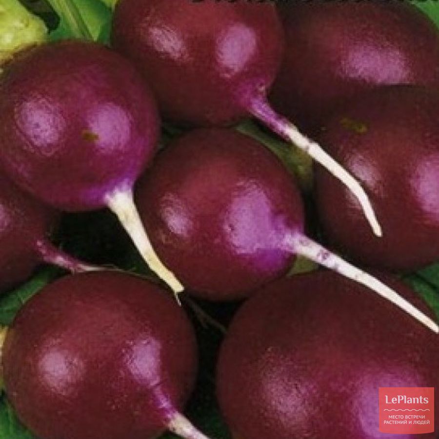 Название редиски. Редис Малага. Семена редис "Малага". Редис Малага фиолетовый.