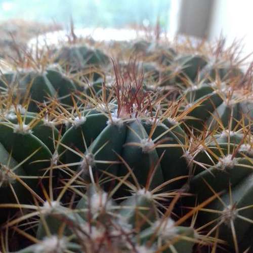 Кактусы, Melocactus Neglectus от Horst Kuenzler