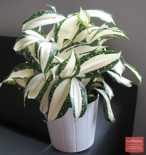 Драцена побегообразующая (Dracaena surculosa) — описание, выращивание ...