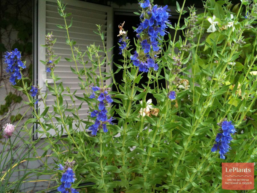 Hyssopus officinalis
