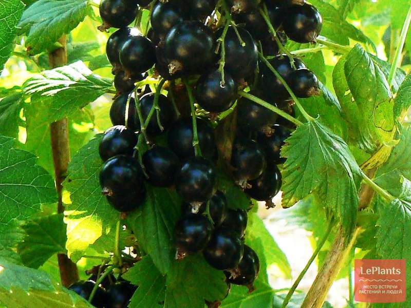 Смородина черная 'Алеандр' — описание сорта, характеристики | на ...