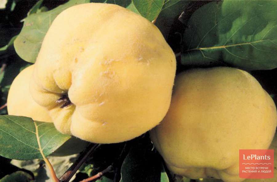 Айва Буйнакская крупноплодная (фото и описание)