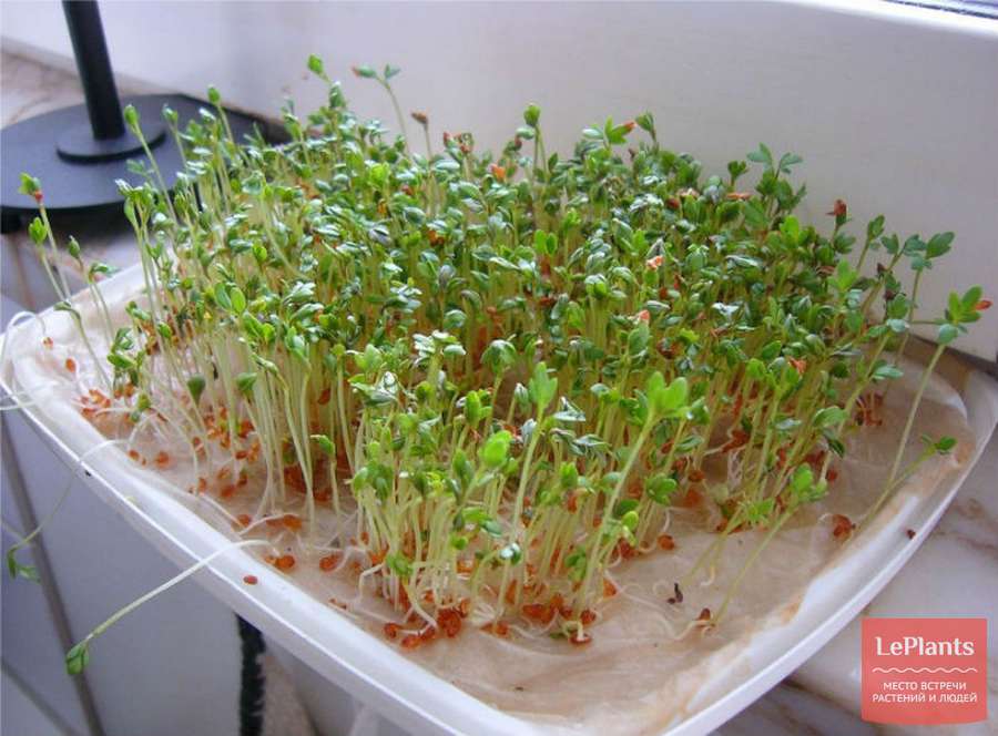 Кресс салат фото как растет