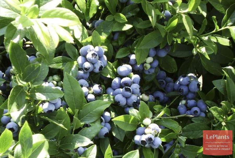 Голубика садовая Дивная описание сорта, фото, отзывы и выращивание
