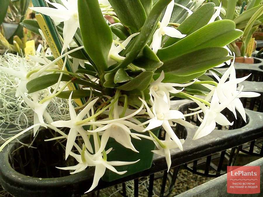 Орхидея - уход в домашних условиях. Виды орхидей с фото. Пересадка, размножение