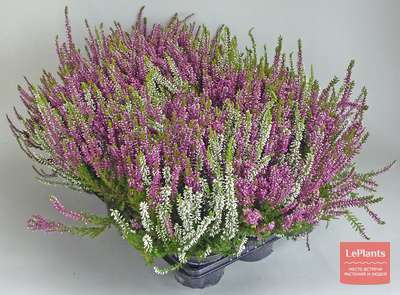 Эрика (Erica) — описание, выращивание, фото | на LePlants.ru