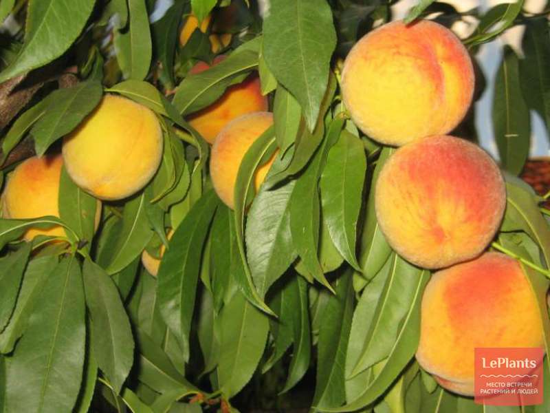 Персик 'Донецкий желтый' — описание сорта, характеристики | на LePlants.ru