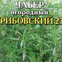 Чабер садовый (Satureja hortensis) — описание, выращивание, фото | на ...