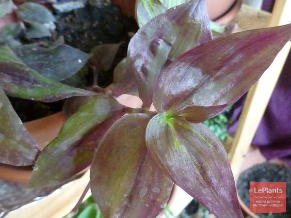 Традесканция зебрина (Tradescantia zebrina) — описание, выращивание ...