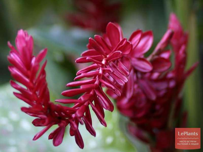 Имбирь аптечный (Zingiber officinale) — описание, выращивание, фото ...