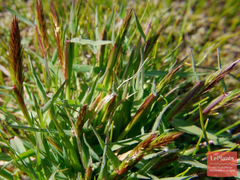 Душистый колосок пахучий (Anthoxanthum odoratum) — описание, выращивание, фото | на fitdiets.ru