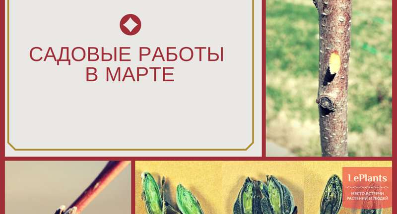 Садовые работы в марте