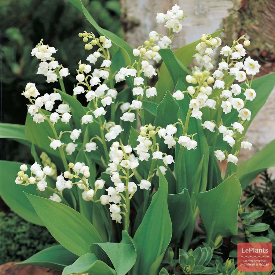 Ландыш (Convallaria) — описание, выращивание, фото | на LePlants.ru