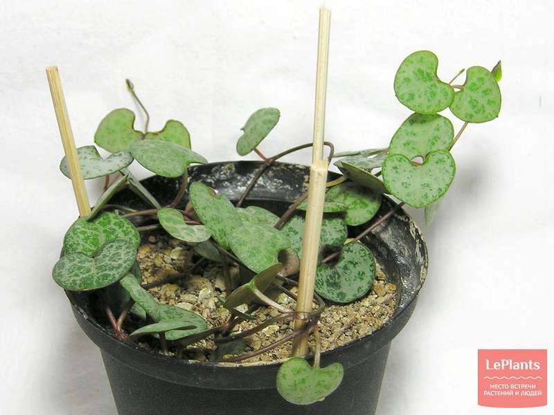 Церопегия Вуда (Ceropegia Woodii) — описание, выращивание, фото | на ...