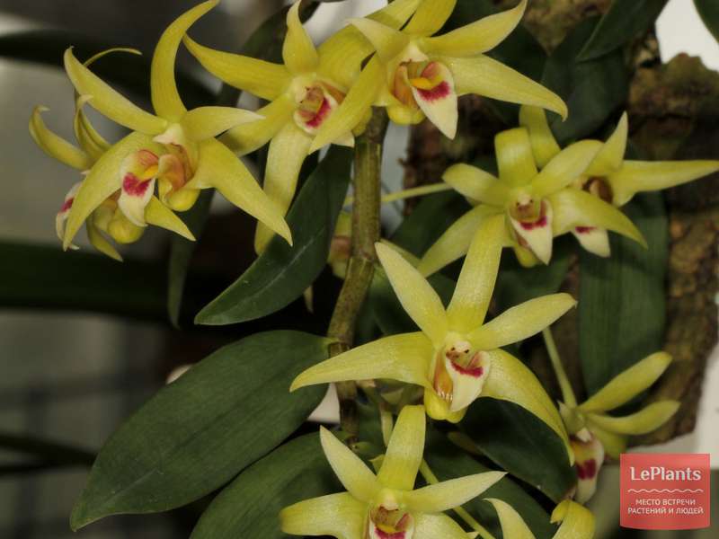 Дендробиум цепочечный (Dendrobium catenatum) — описание, выращивание ...